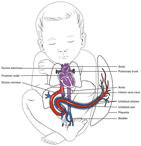 Development Of Blood Vessels And Fetal Circulation Anatomy And