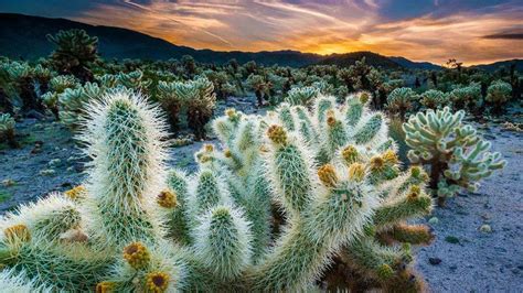 Saguaro Cacti Ironwood National Monument Arizona Bing Gallery