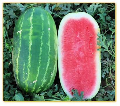 Watermelon Hybrid F1 Gvs Seed Vegetable Seeds