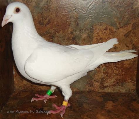 White Homing Pigeons Aka White Racing H For Sale