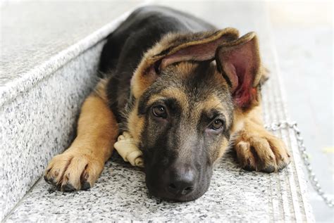 The german shepherd dog is one of the most popular dogs worldwide. One Dog Love | A blog about different breeds of dogs. | Page 2