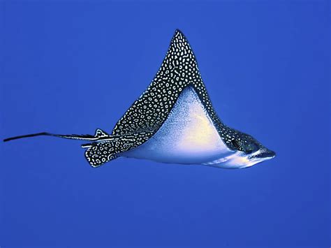 Spotted Eagle Ray Sea Creatures Art Underwater Creatures Majestic Sea