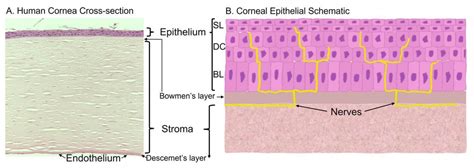 Corneal Epithelium Layers