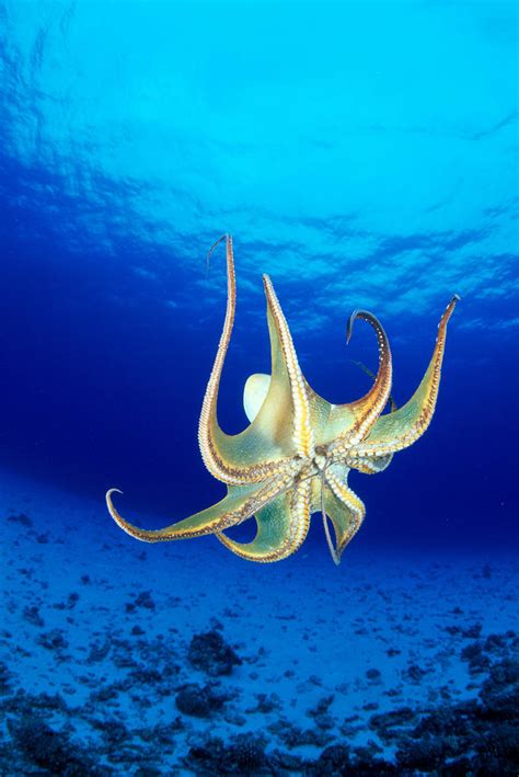 Hawaii Day Octopus By Dave Fleetham Printscapes