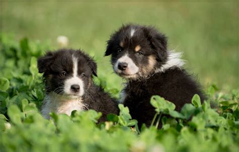 Australian Shepherd Puppy Stock Photos Pictures And Royalty Free Images