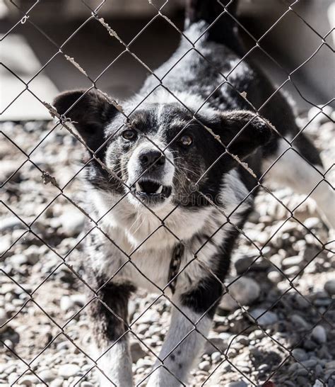 Angry Dog Behind A Fence Stock Image Image Of Canine 104473315