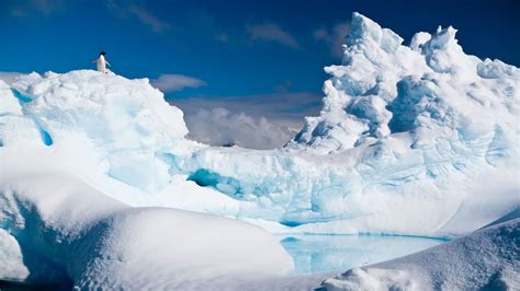 Wallpaper Antarctica Penguin Iceberg Snow Animals 8259