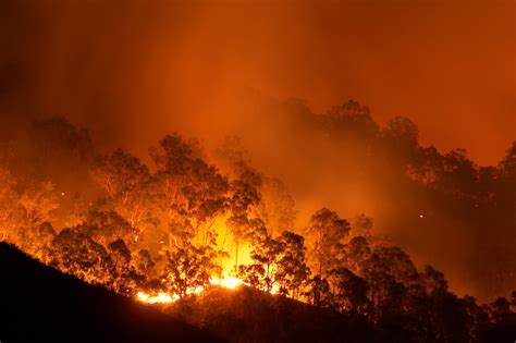 5 Things You Need To Know About The Amazon Rainforest Fires Organic
