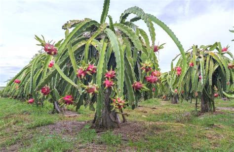 Dragon fruit grows on climbing cacti with stems that reach up to 6 meters long. Everything about Dragon Fruit Plant | Step by Step ...