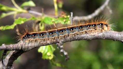 Eastern Tent Caterpillar North American Insects And Spiders