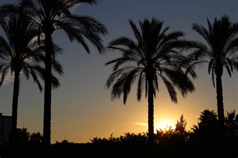 50+ Palm trees sunset wallpapers HD High Quality Download