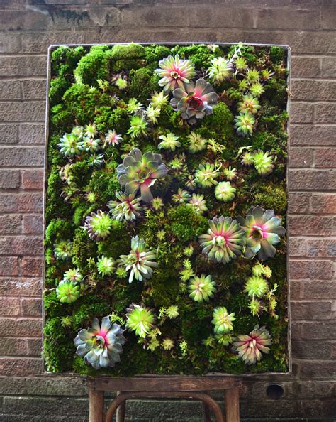 Succulent Moss Wall