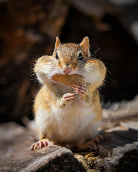 Fluffy Hungry Eastern Chipmunk Eating Peanuts In Sunny Park · Free