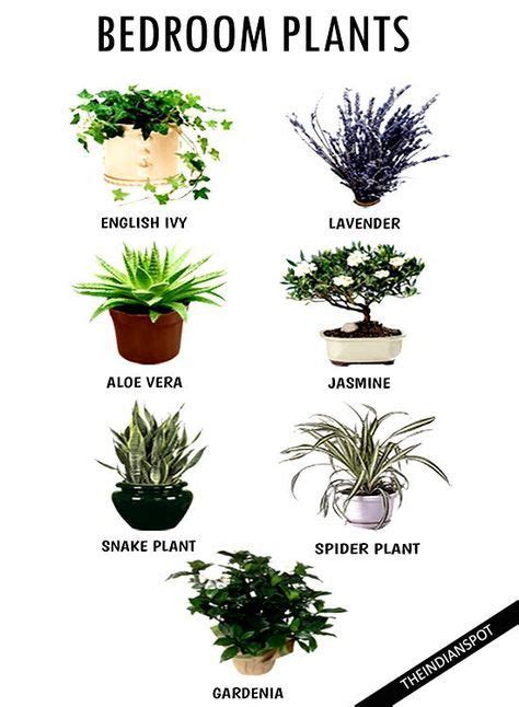 Feng Shui Plants In Bedroom Plants Bn