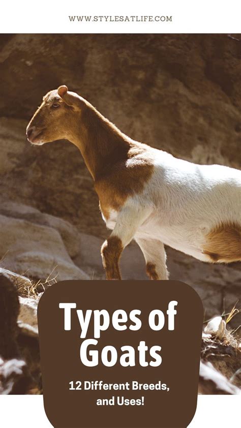 12 Different Types Of Goats Their Breeds And Uses Types Of Goats