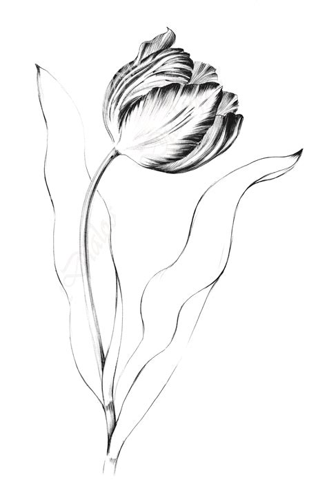 Tulip Drawing Printable Art Spring Flower Line Drawing Floral Large