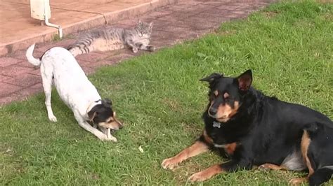 Cats And Dogs Playing Togethercute Dog Steals Other Dogs