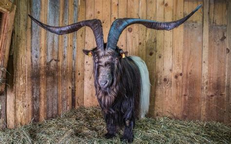 Rasputin A Goat With Largest Horns Unbelievable Info