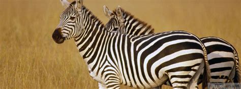 Zebra Facebook Covers Myfbcovers