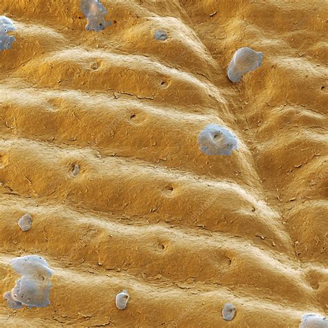 Sweat Pores Sem Stock Image P7100427 Science Photo Library