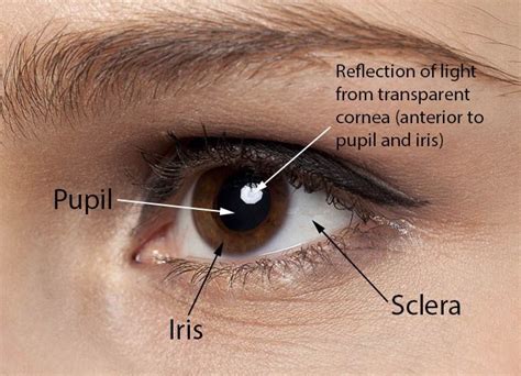 Color Of Your Sclera Is A Cue For Your Health Attractiveness And Age