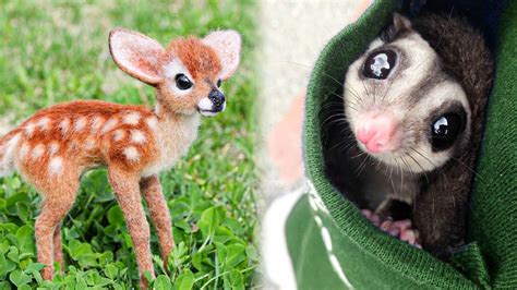 Omg Animals Soo Cute Aww Cute Baby Animals Videos Compilation Cutest