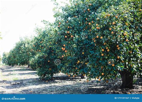 Oranges Grow On A Tree Many Oranges Hang On Trees Orange Grove