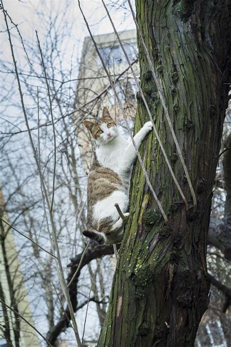 Kitten Hanging From Tree Branch Stock Photo Image Of Outdoors