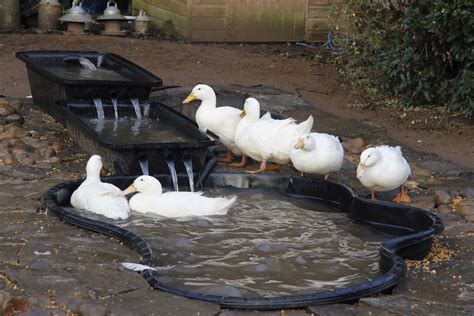 Flexible pond liners probably offer the most inexpensive option for a small duck pond. 21 Clever Backyard Duck Pond Ideas You can Build Yourself ...