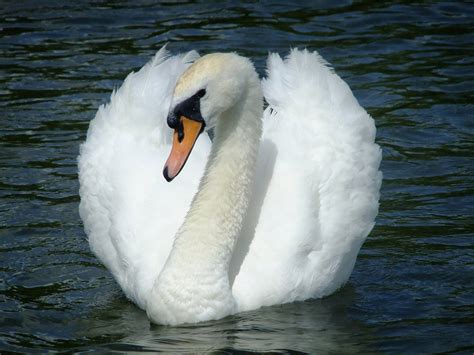 Swan Water Birds · Free Photo On Pixabay