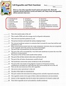 7 Cell Structure And Function Answer Key