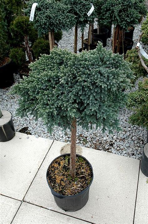 We provide full landscape design. Blue Star Juniper (Juniperus squamata 'Blue Star (tree ...
