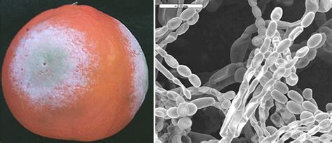 Dissection Of Factors Of Pathogenicity Of The Citrus Fruit Postharvest