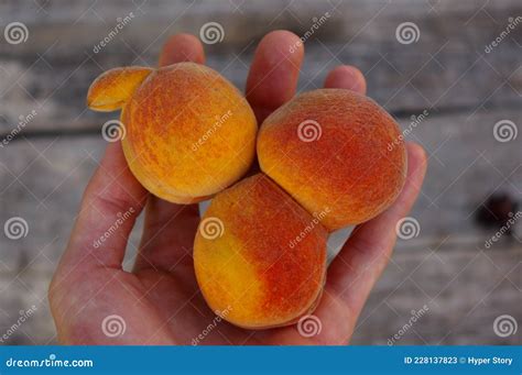 Unusual Peaches Held In The Hand Weird Fruits With Deformed Shapes Concept Of Oddly Shaped