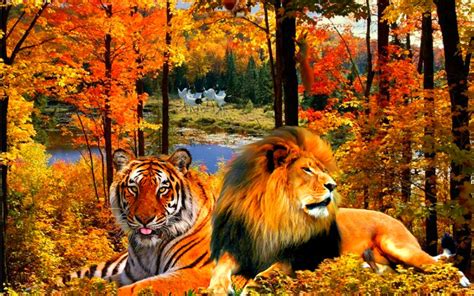 Autumn Tigers Wallpapers Wallpaper Cave