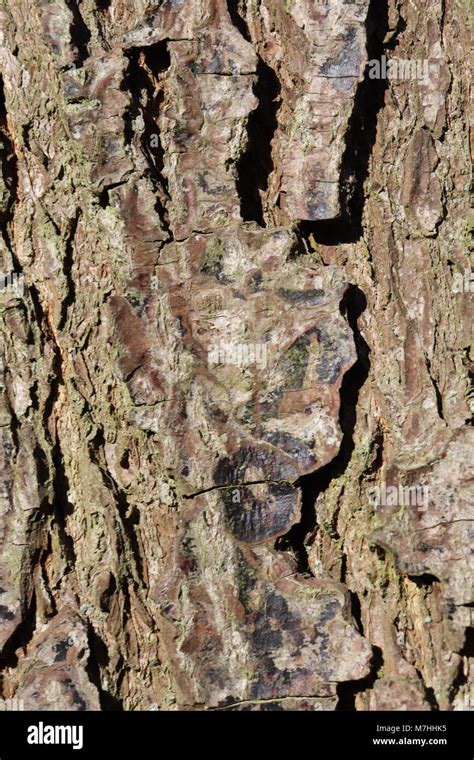 Close Up Of Tree Bark Stock Photo Alamy