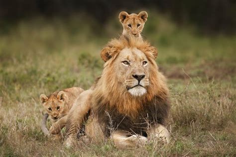 lion cubs with dad hardcoreaww