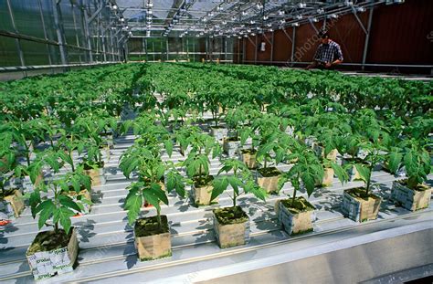 Hydroponic Tomato Plants Stock Image C0273373 Science Photo Library