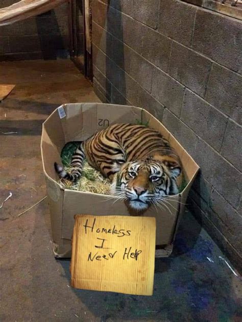 Psbattle Tiger In A Box Rphotoshopbattles