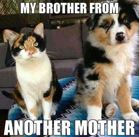 Top 50 Dog And Cat Memes Can Dog And Cat Be Friends