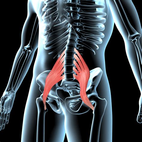 Your Psoas Muscle Is Key To Good Alignment And Fighting Back Pain