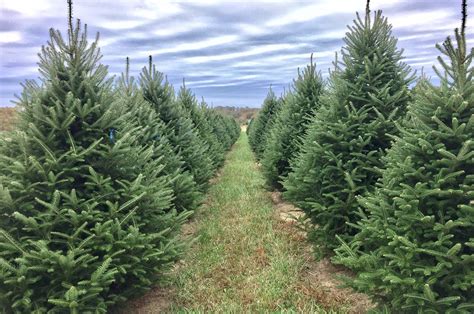 Christmas Tree Farms In Missouri Best Decorations