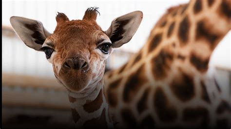 Baby Giraffe Gets Therapeutic Shoes To Help Walk Youtube