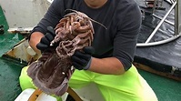 超巨新物種！印尼深海發現「50公分海蟑螂」 震撼模樣曝 | 國際 | 三立新聞網 SETN.COM
