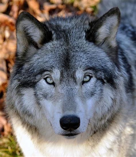 14 Best Images About Wolf Pictures On Pinterest Beautiful Wolves And