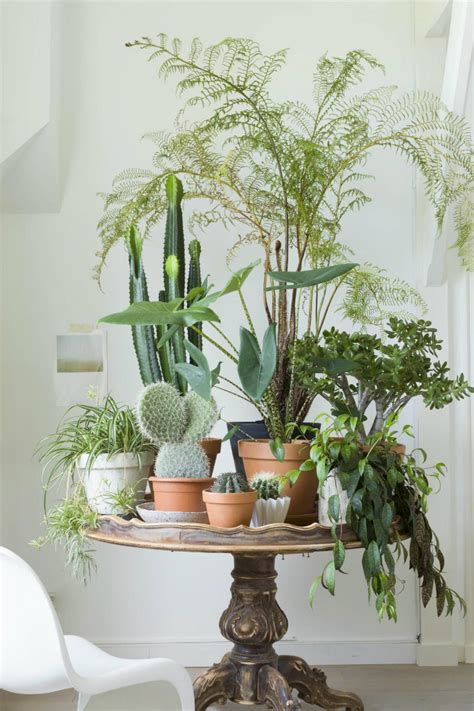 Living Room Ideas With Plants For A Happier Winter