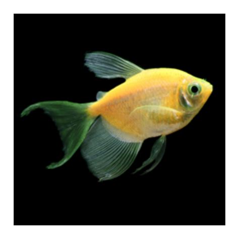 Glofish® Tetra Sunburst Orange Longfin