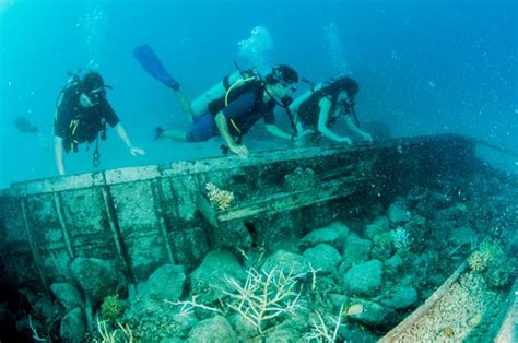 Shipwrecks Examples Of Coral Colonization On ‘artificial Reefs