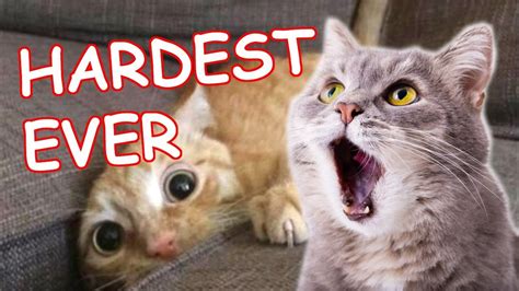 The Best Funny Cat Videos Hardest Try Not To Laugh Challenge Ever In