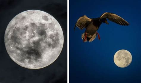 Moon phase for today and tonight with current lunar phase, illumination percentage and moons age. Full Moon 2020: Is it a Full Moon today - Why is the Moon ...